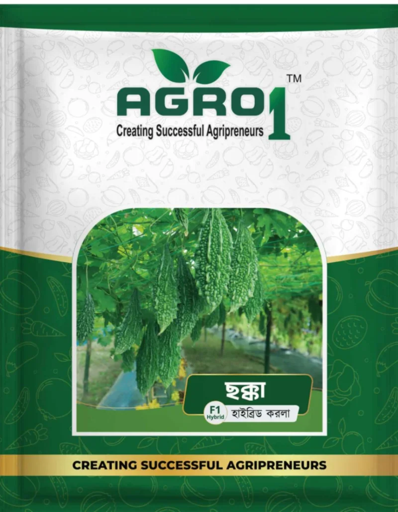 Hybrid Bitter Gourd Chokka