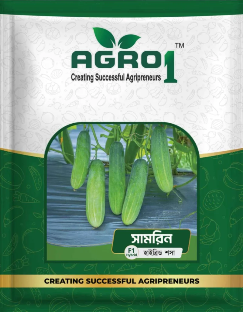 Hybrid Cucumber Samrin