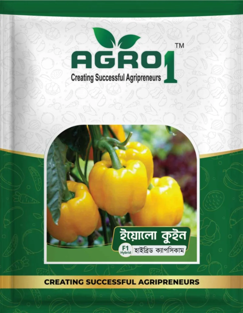 Hybrid Capsicum yellow Queen