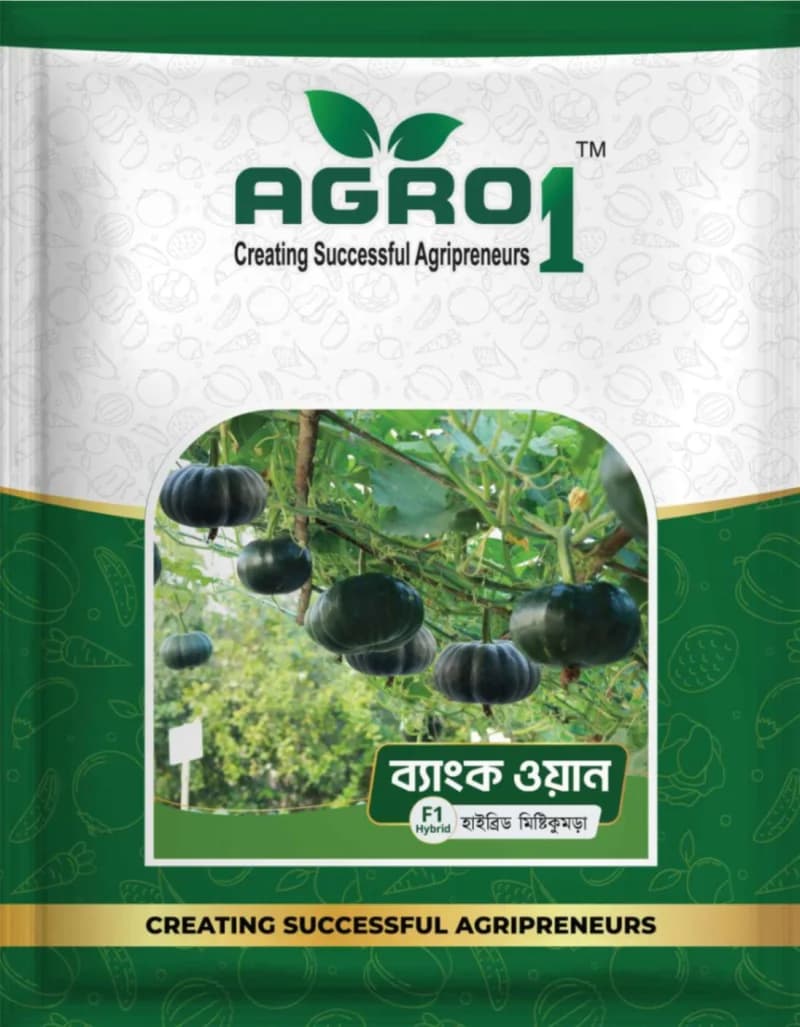 Hybrid Pumpkin Bank One