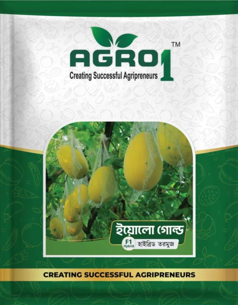 Hybrid Watermelon Yellow Gold