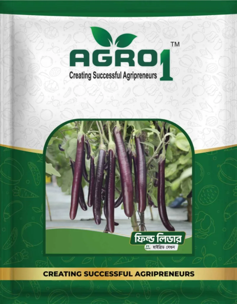 Hybrid Eggplant Fieldleader