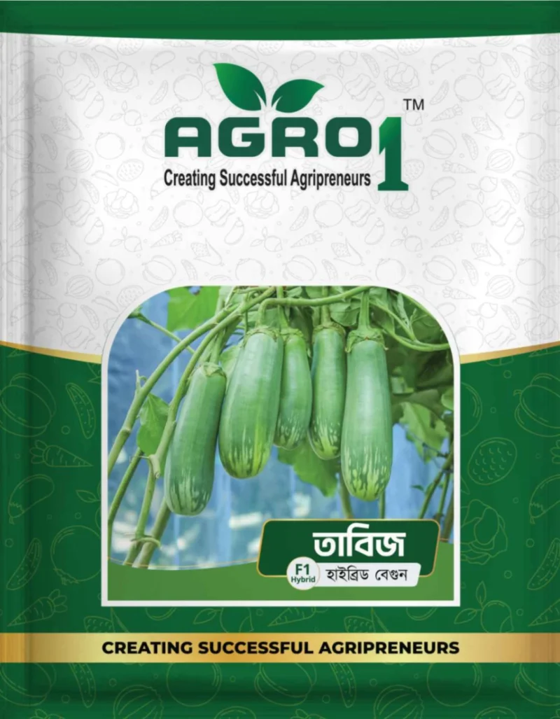 Hybrid Eggplant Tabiz