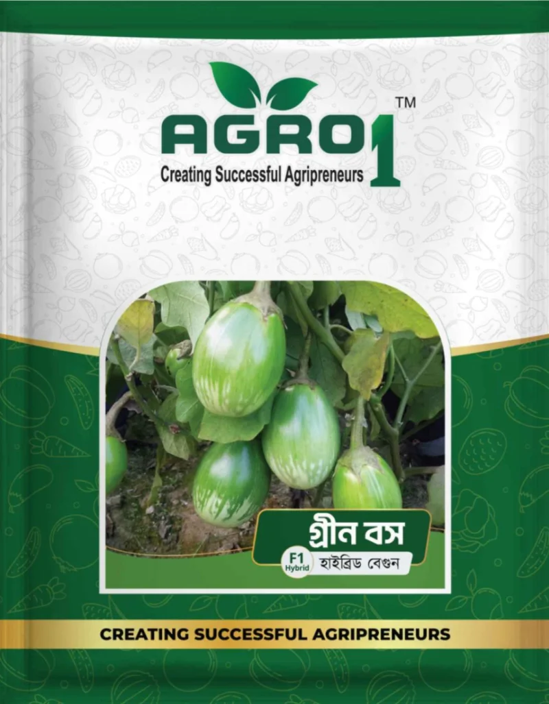 Hybrid Eggplant Green boss