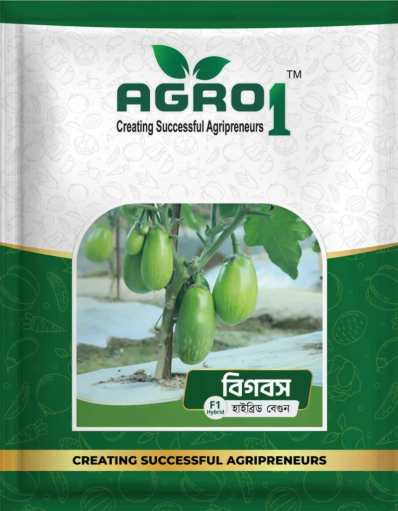 Hybrid Eggplant Bigboss