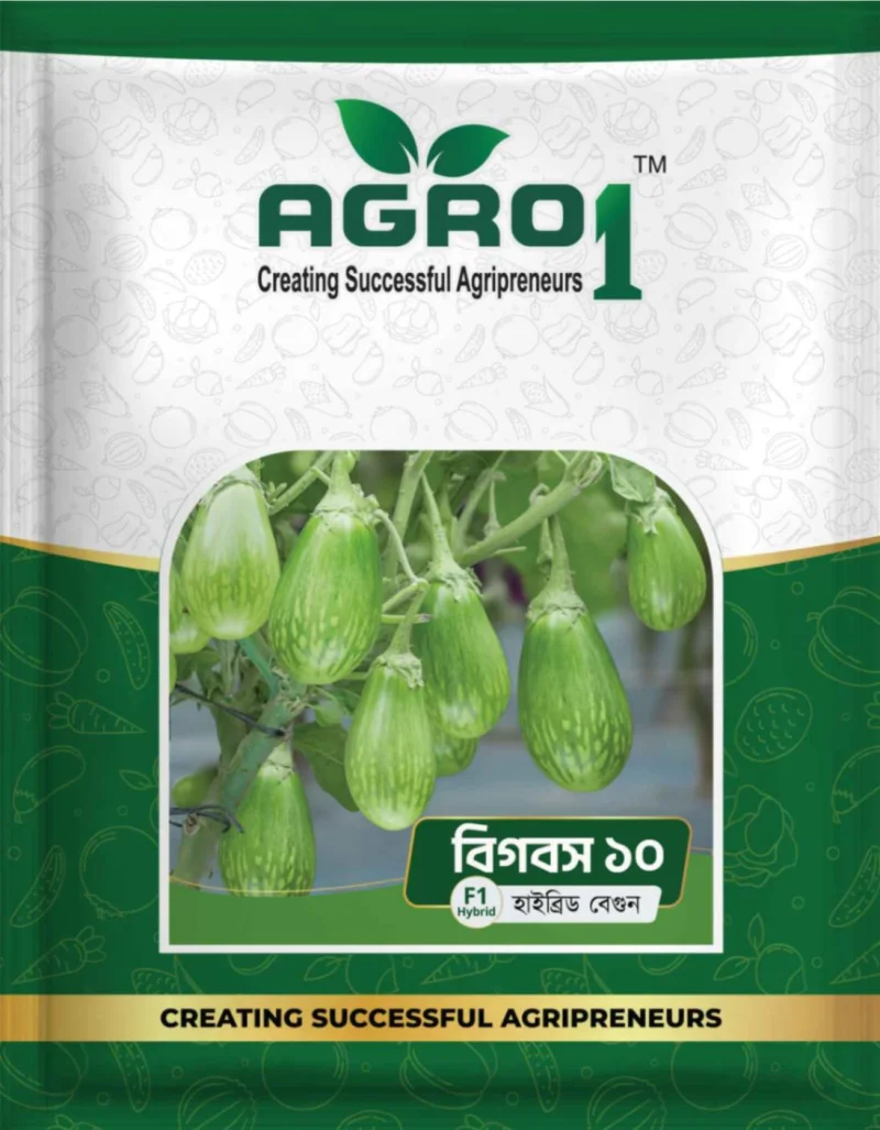 Hybrid Eggplant Bigboss 10