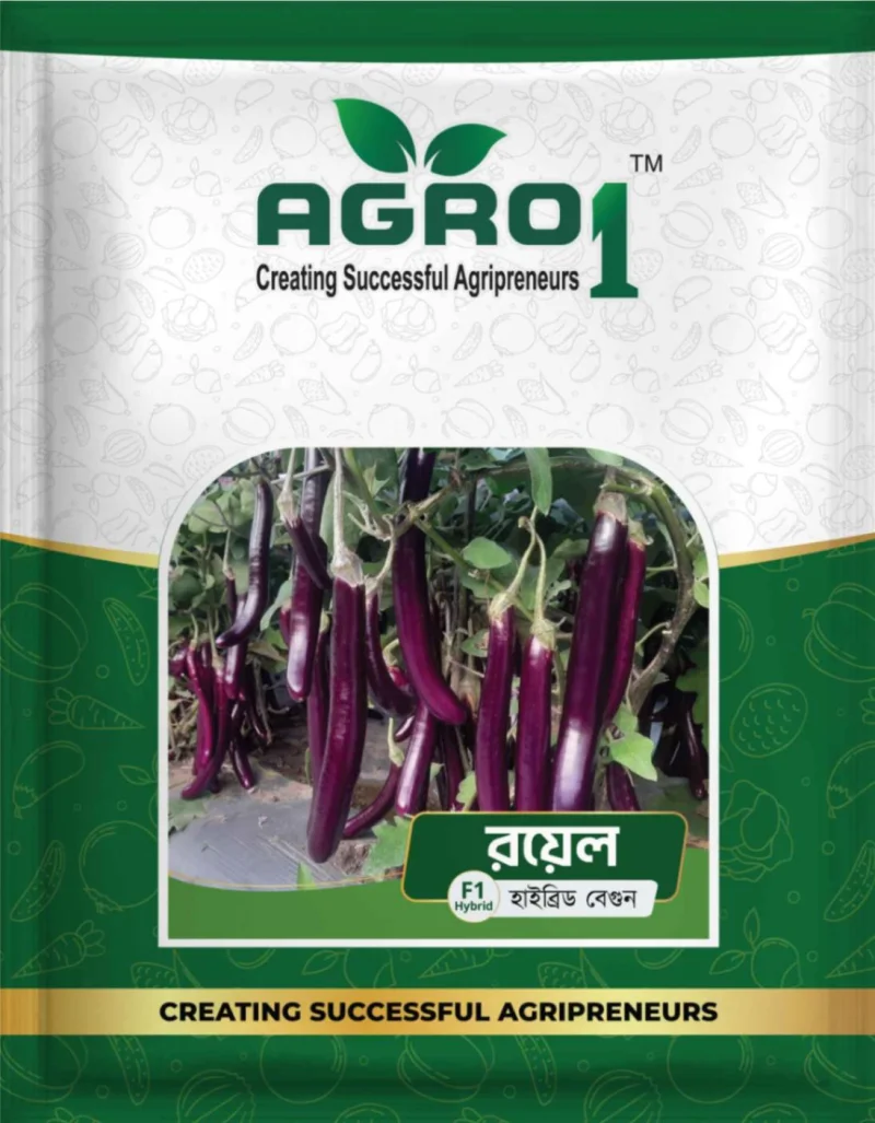 Hybrid Eggplant Royel