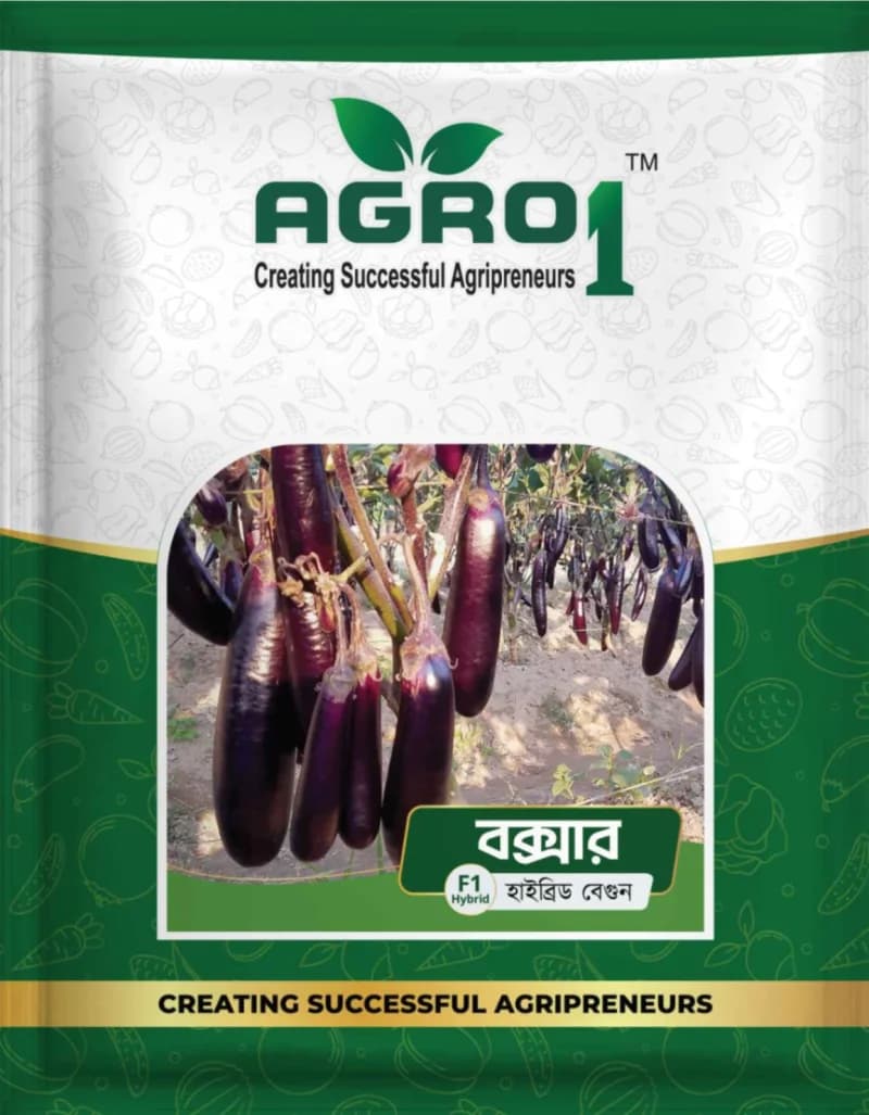 Hybrid Eggplant Boxer