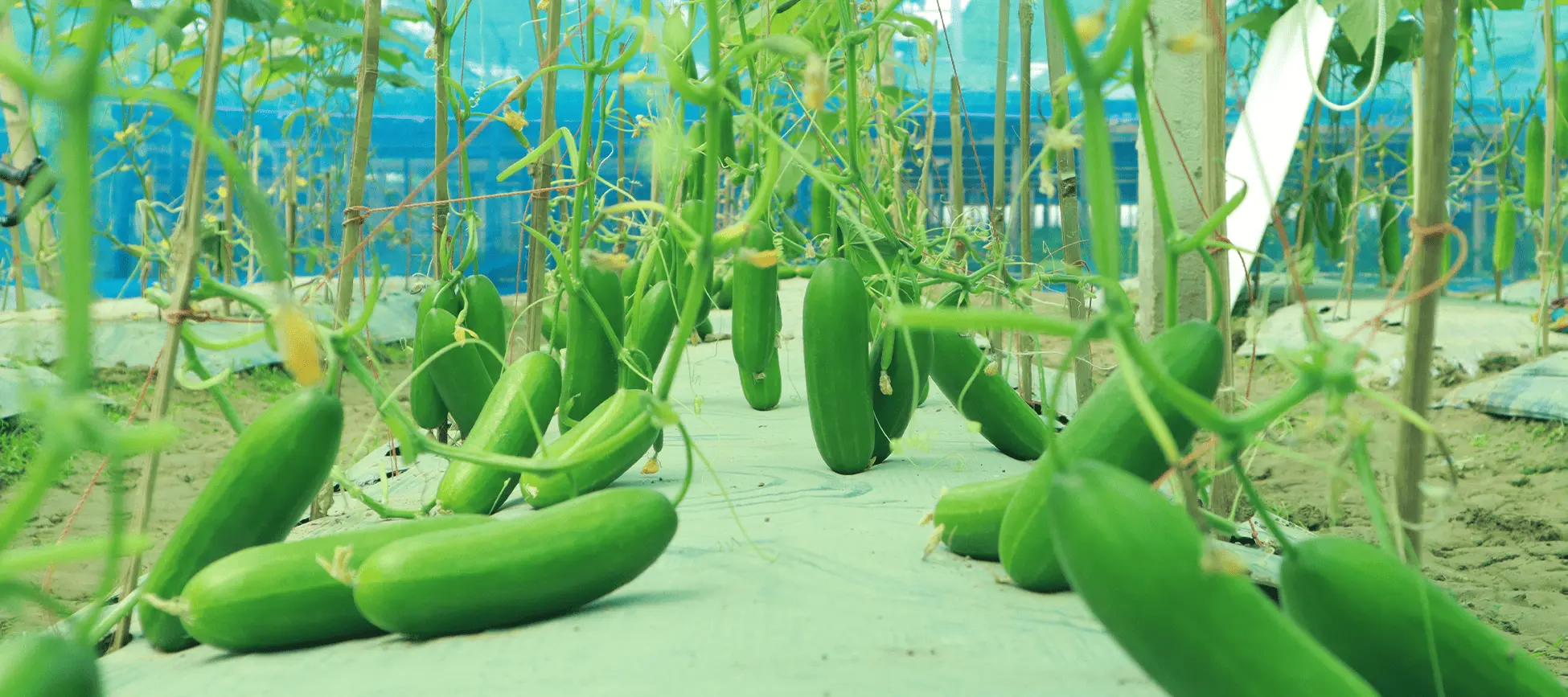 Poly house Commercial Farming