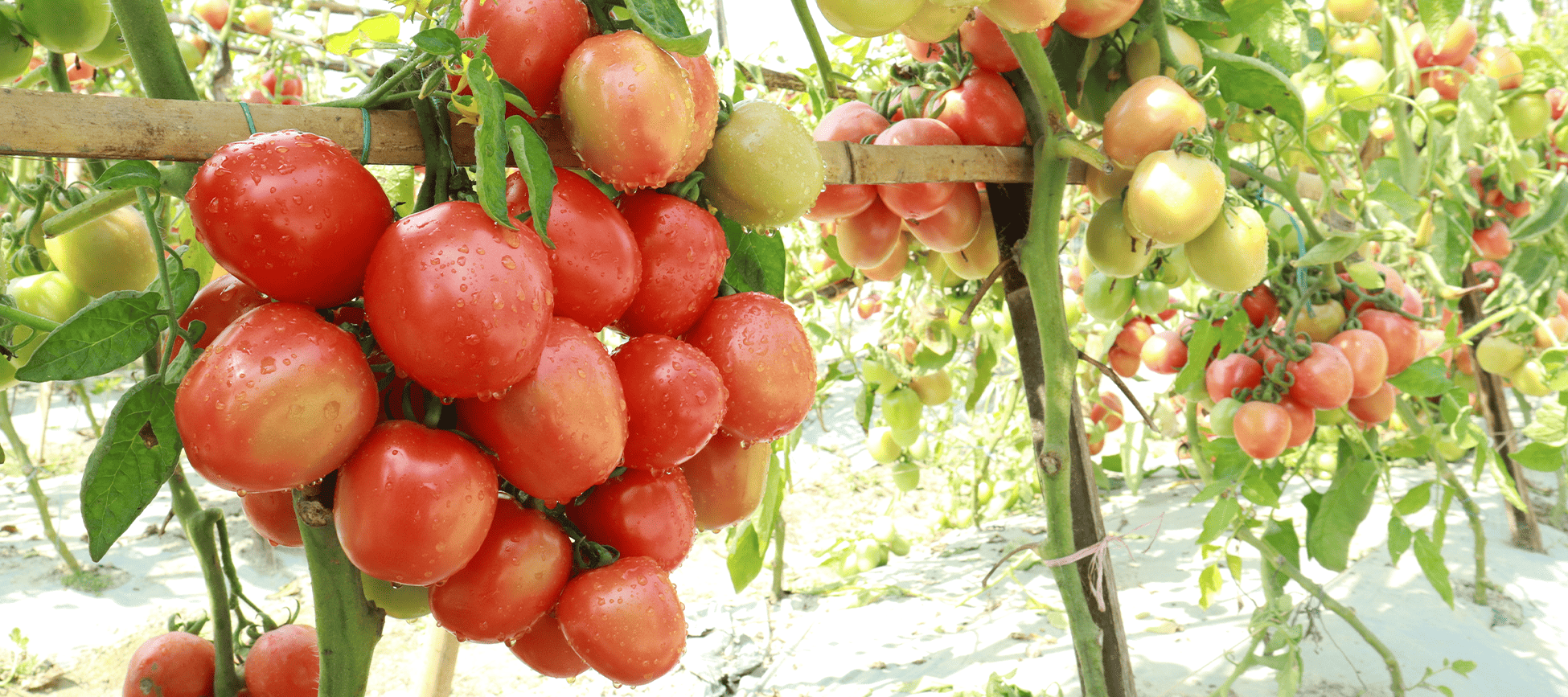 Commercial Farming